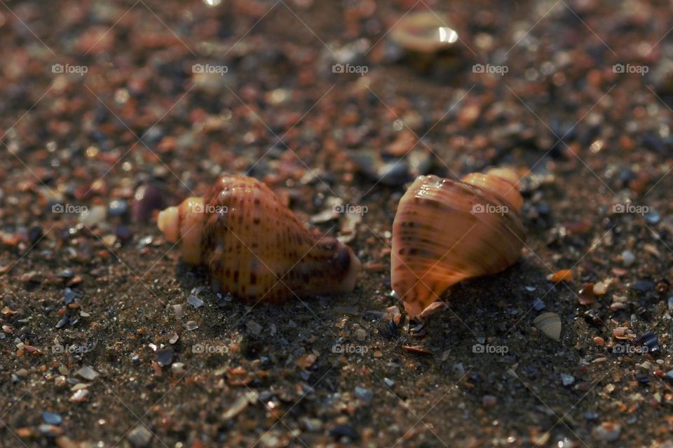 The twins shells on the beach.