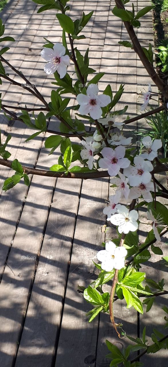 color spring, blossom tree