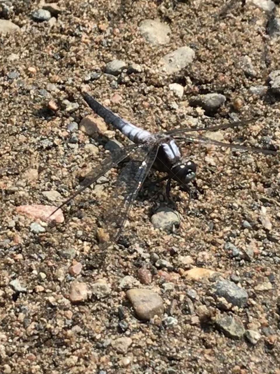 Chalk fronted corporal dragonfly