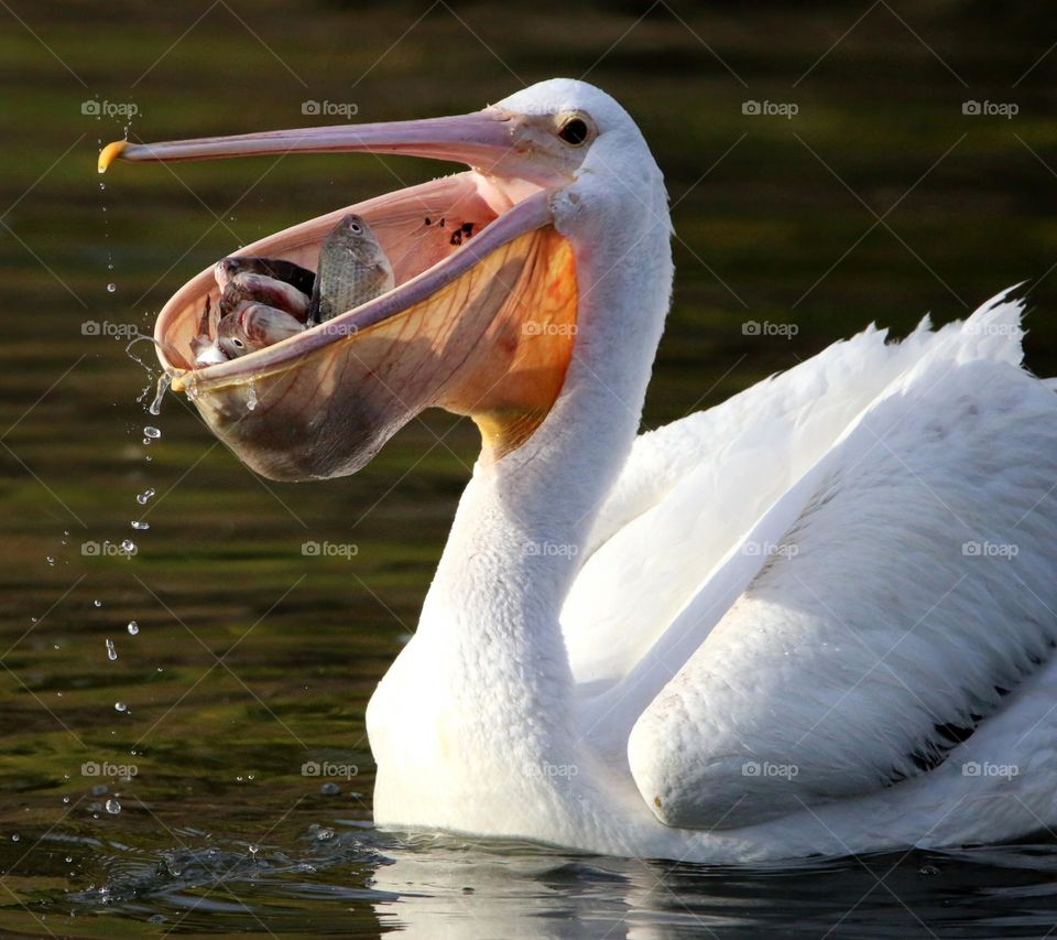 Pelican with Mouthful of Fish