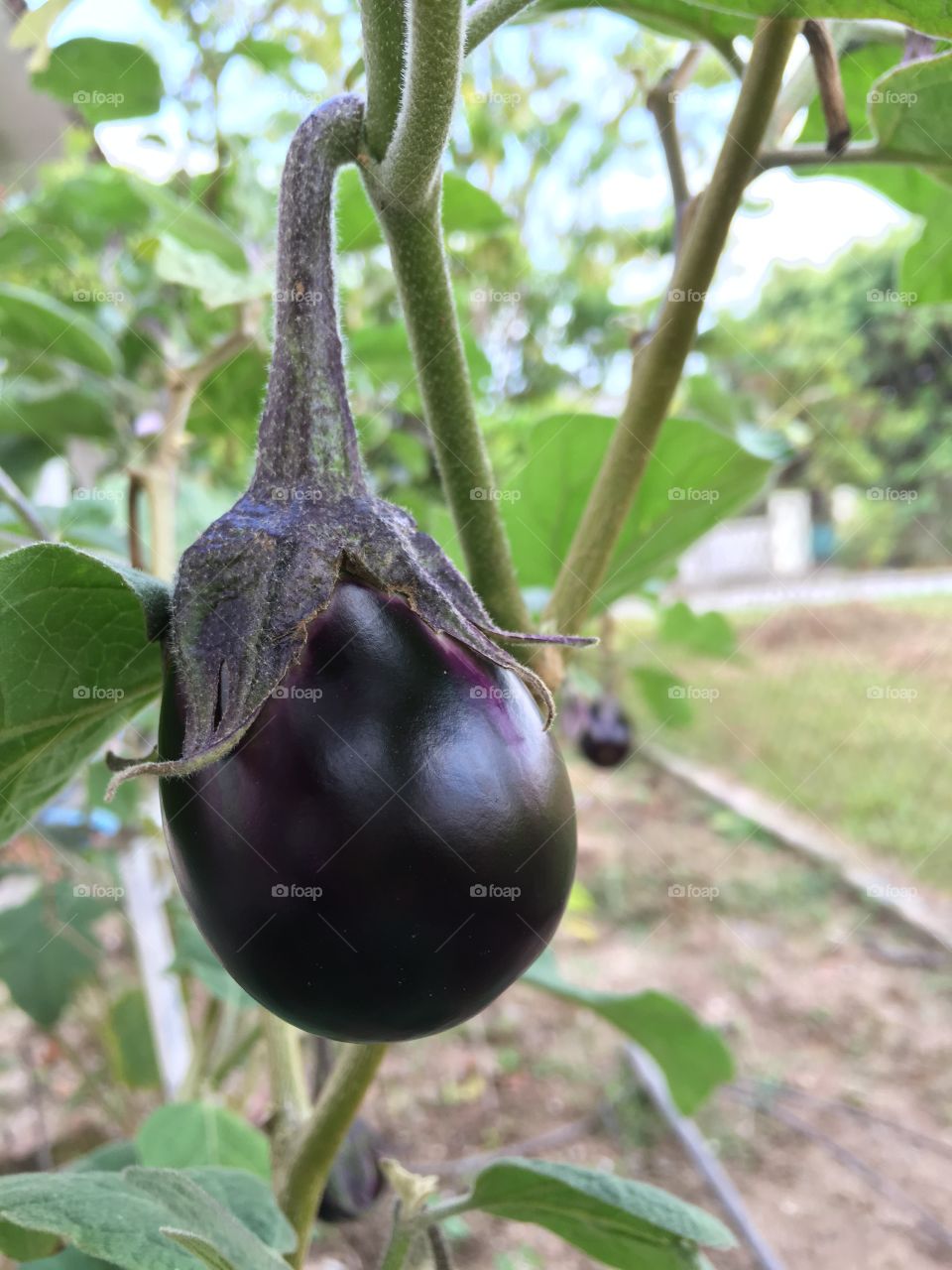 Eggplant / aubergine / brinjal 