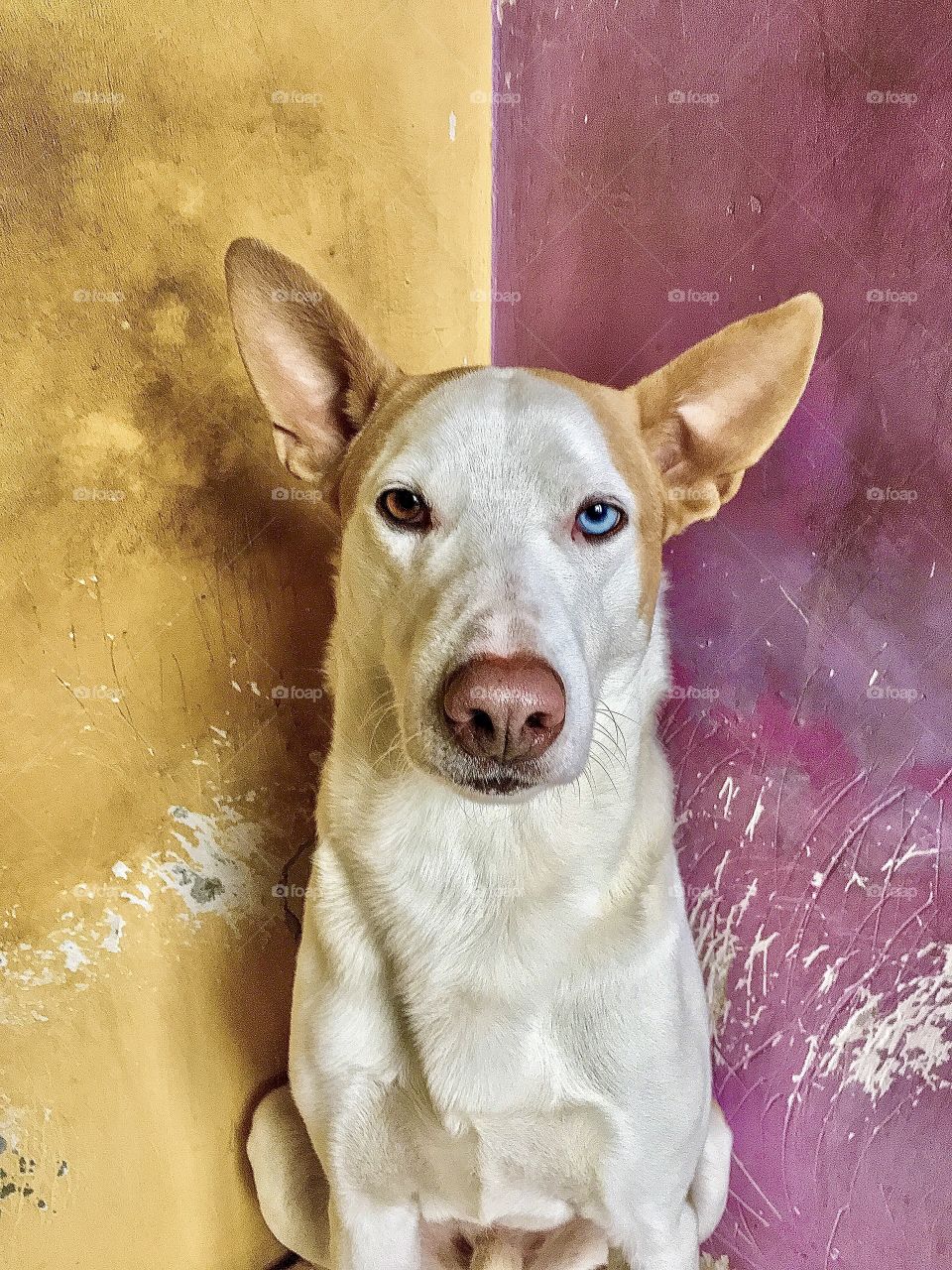 Dog, Cute, Portrait, Animal, Funny