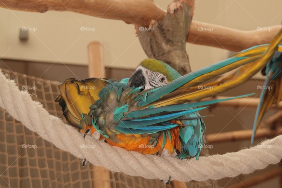 Playful parrot on a rope 