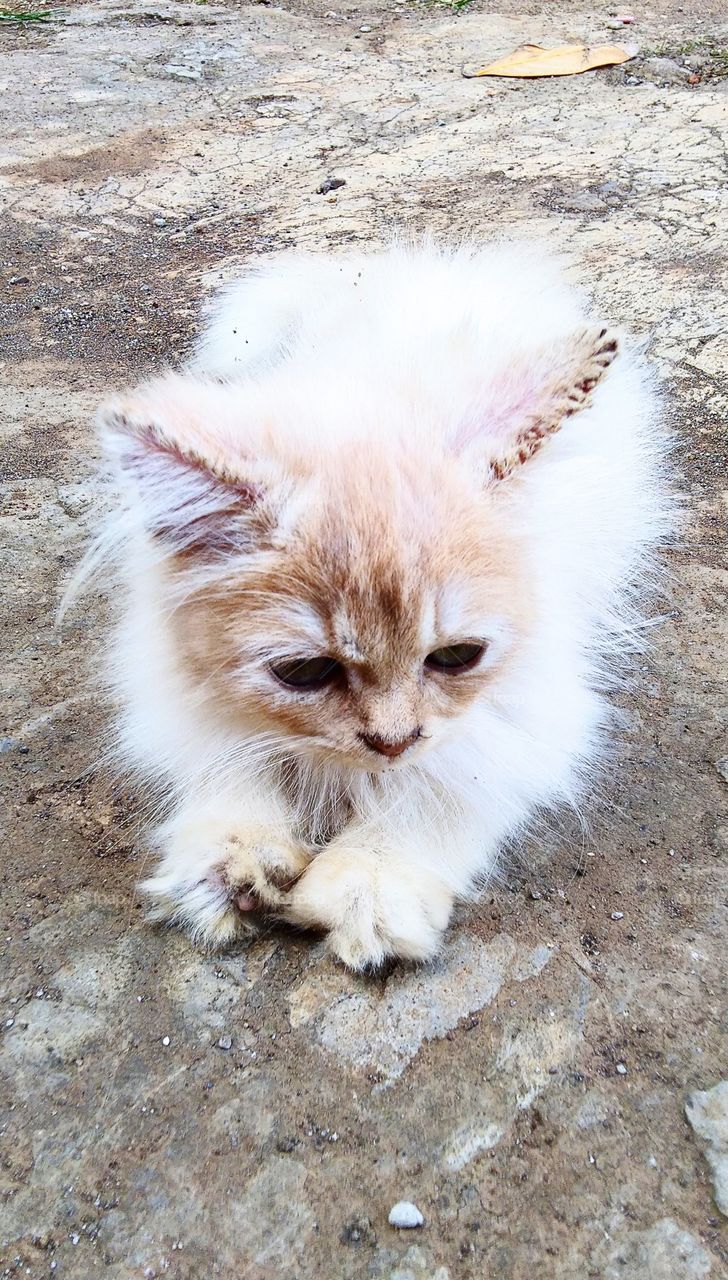 The Persian cat is a long-haired domestic cat breed with a round face and short muzzle