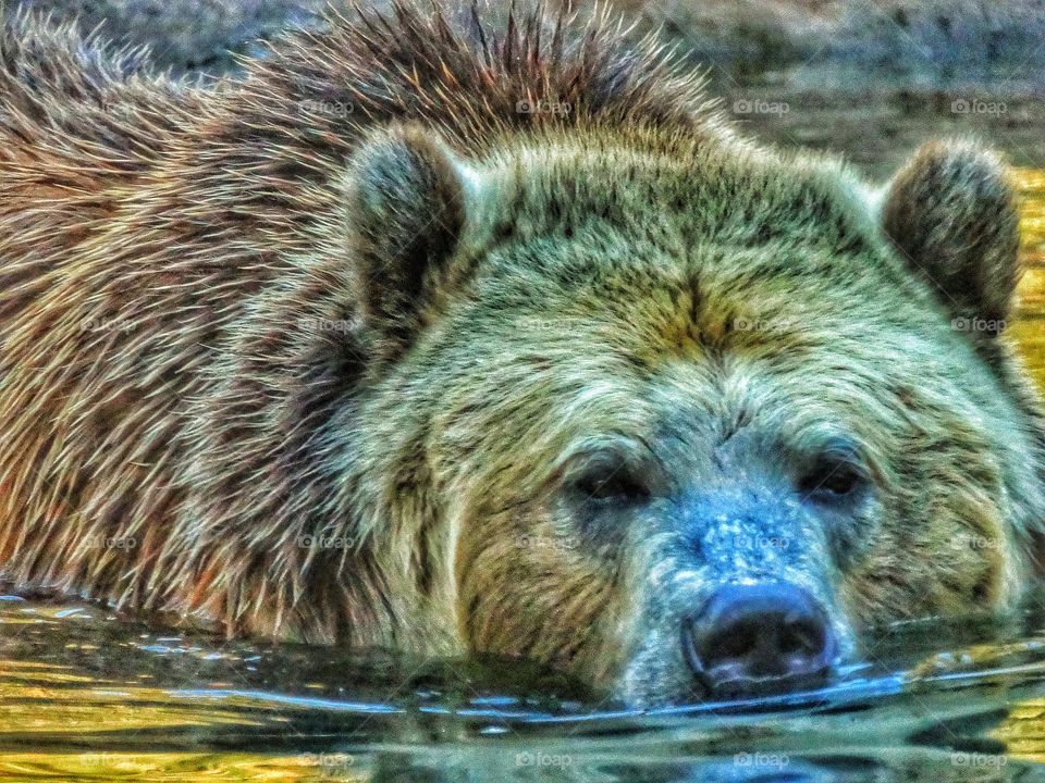 Grizzly Bear In The Water. American Bear In A Stream During The Golden Hour
