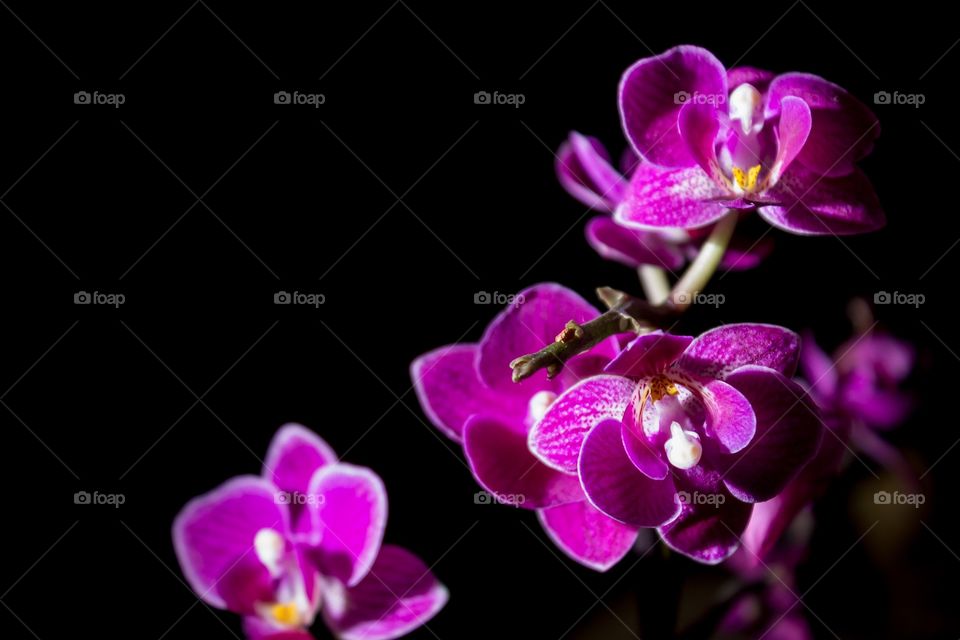 Flower, Nature, Flora, Petal, Orchids