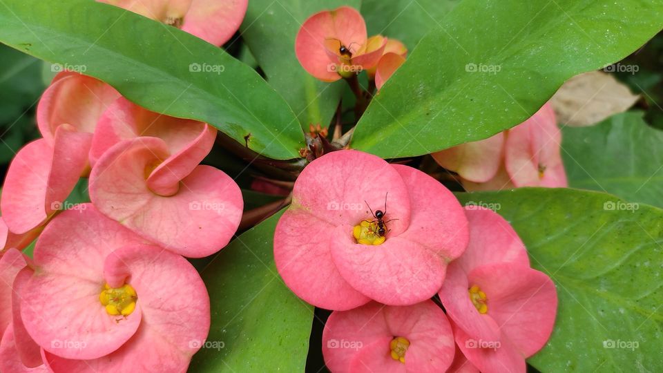Macro image of a little ant on the flower