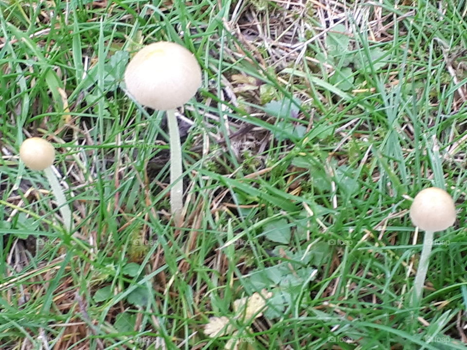 Grass, Fungus, Mushroom, Nature, Outdoors