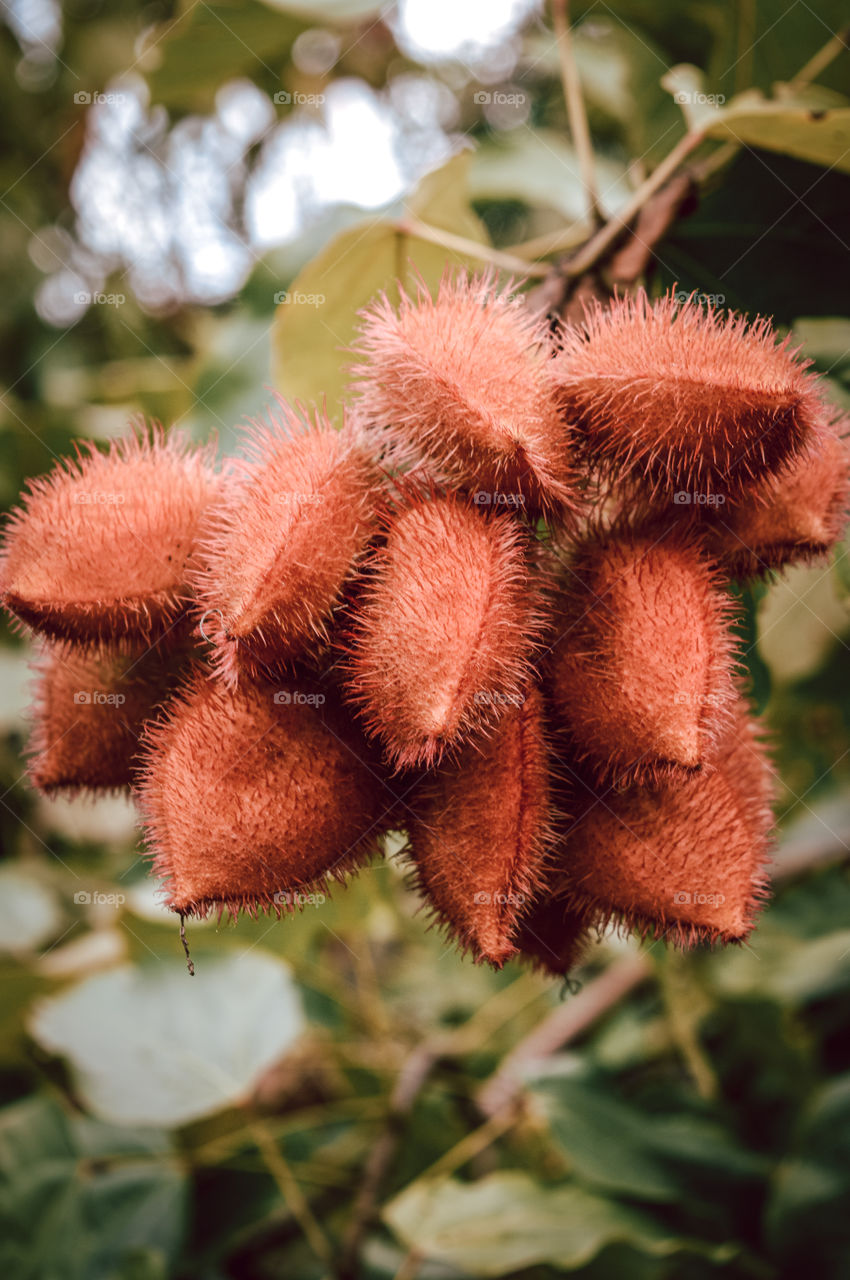 Urucu, or annatto, is the fruit of the annatto or urucueiro, grove of the family of bixáceas, native in tropical America, which reaches a height of up to six meters. It has large light green leaves and pink flowers with many stamens.