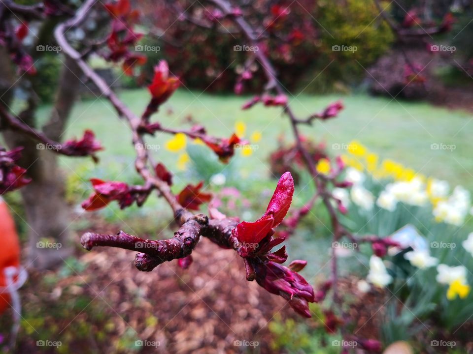 Apple leaves