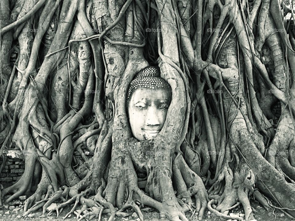 Buddha
