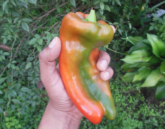 bella chiltoma