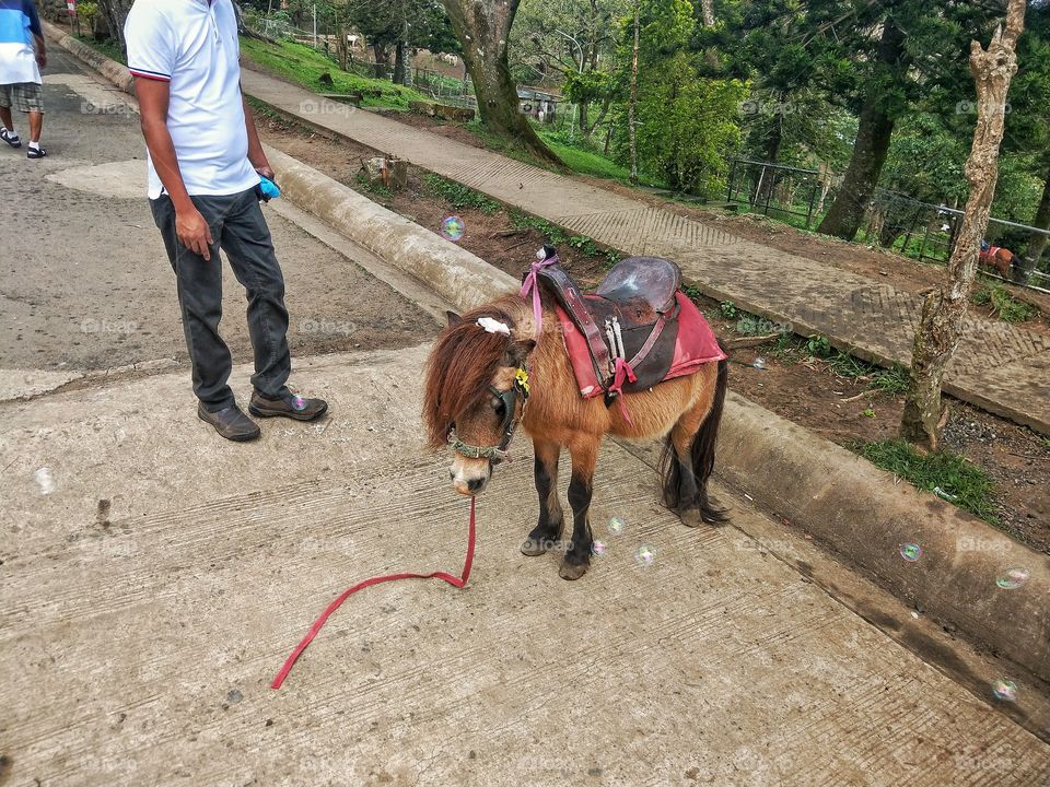 small miniature horse