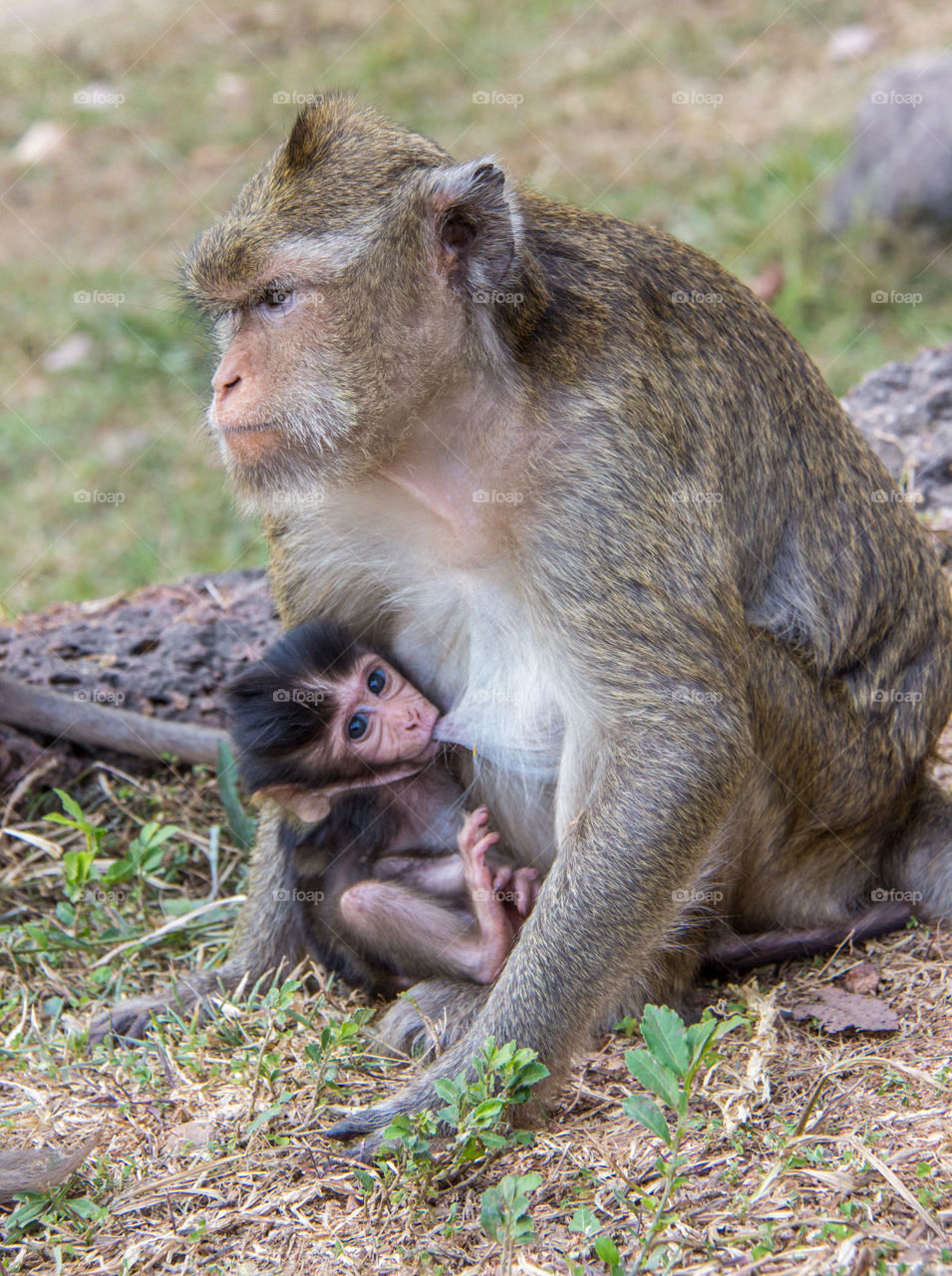Female monkey feeding on field