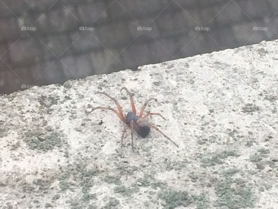 Large spider on windowsill 