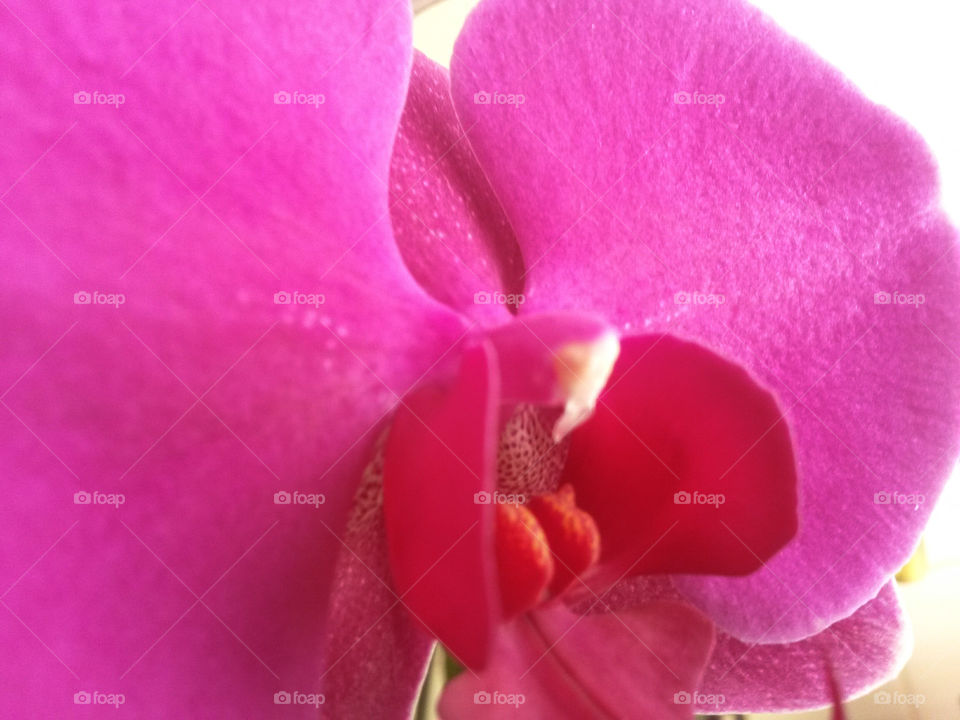 close up of fresh flower