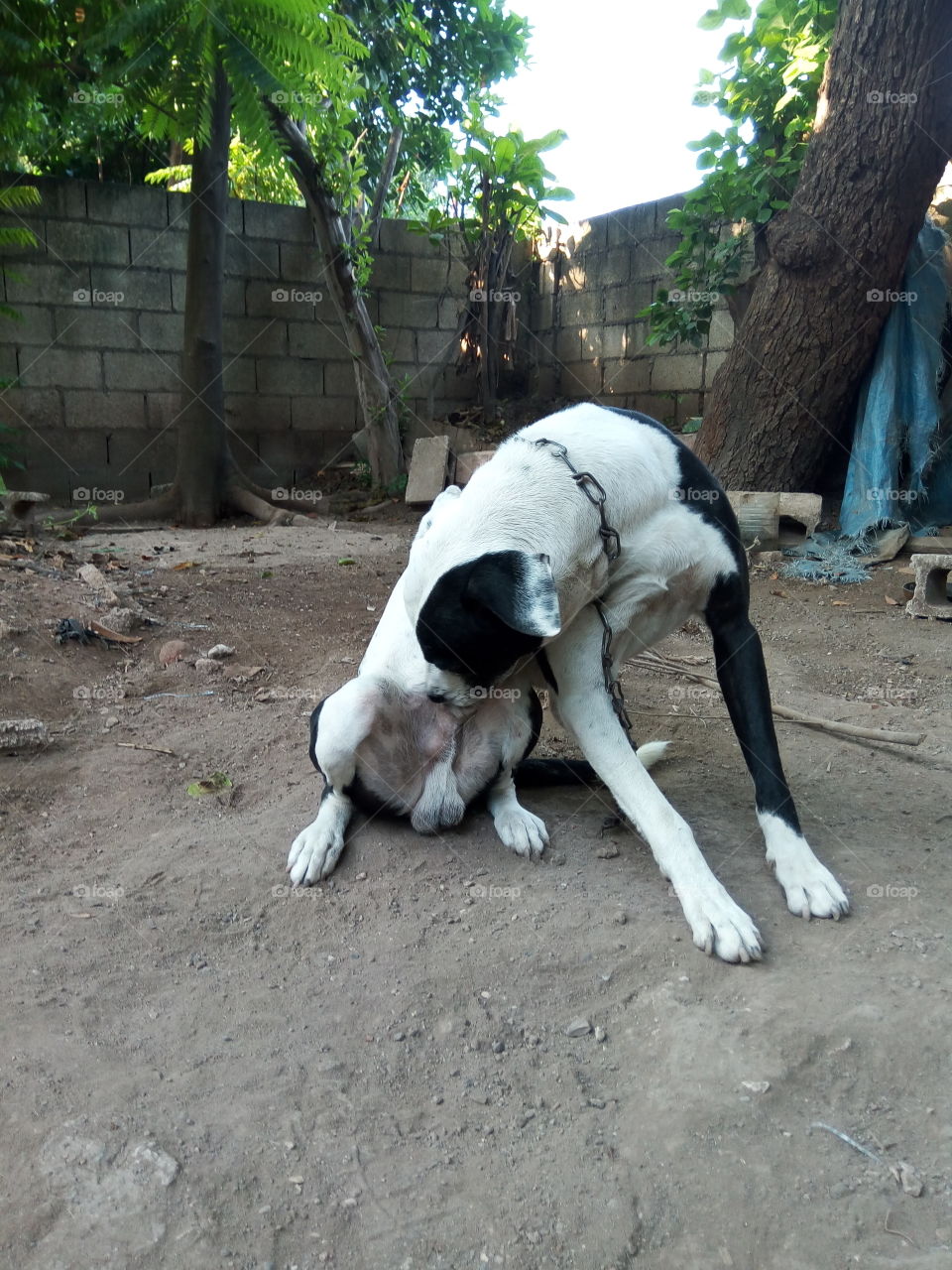 Dog, Mammal, No Person, Wood, Nature