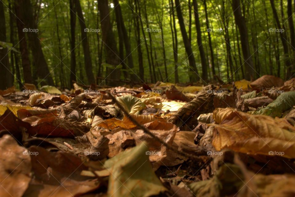 A multitude of colours from the level of the ground.