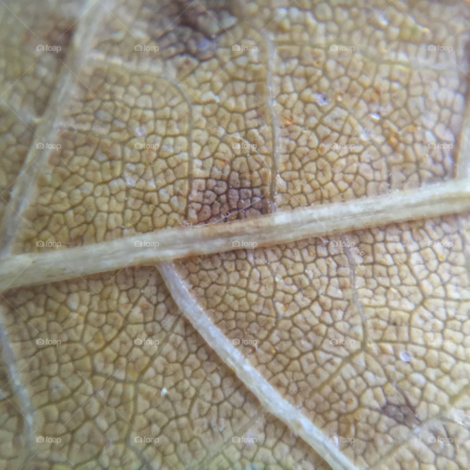 Macro leaf