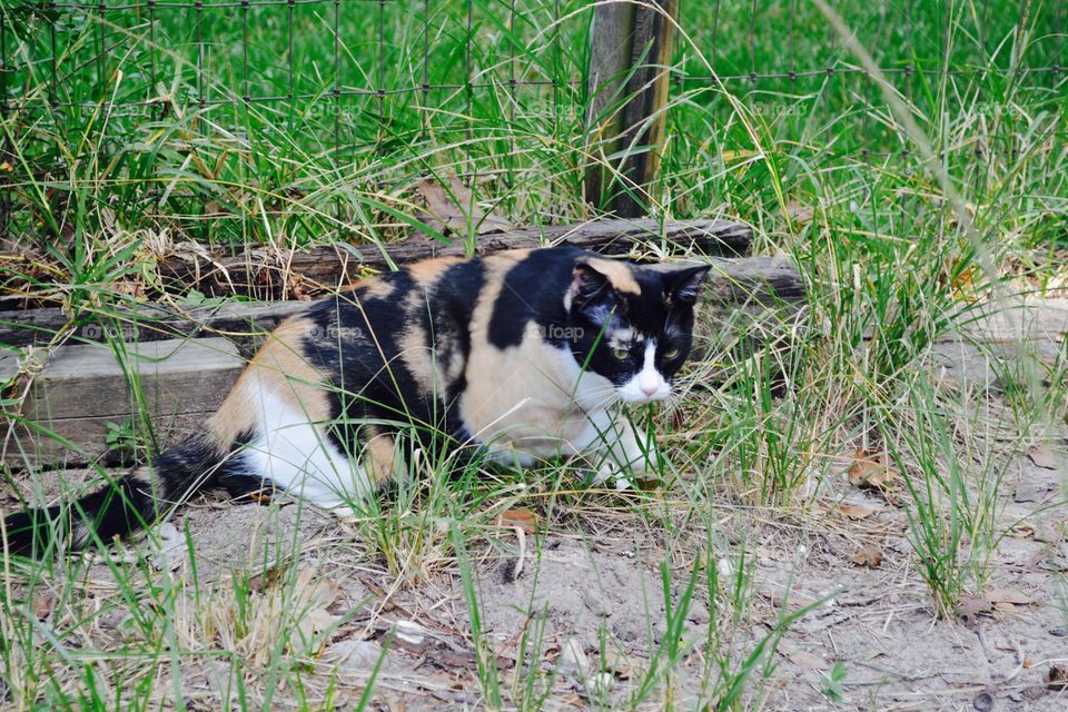 Cat on grass and dirt