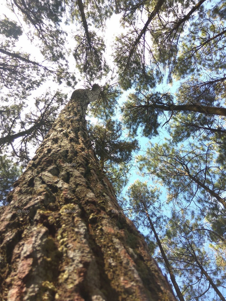 pine trees