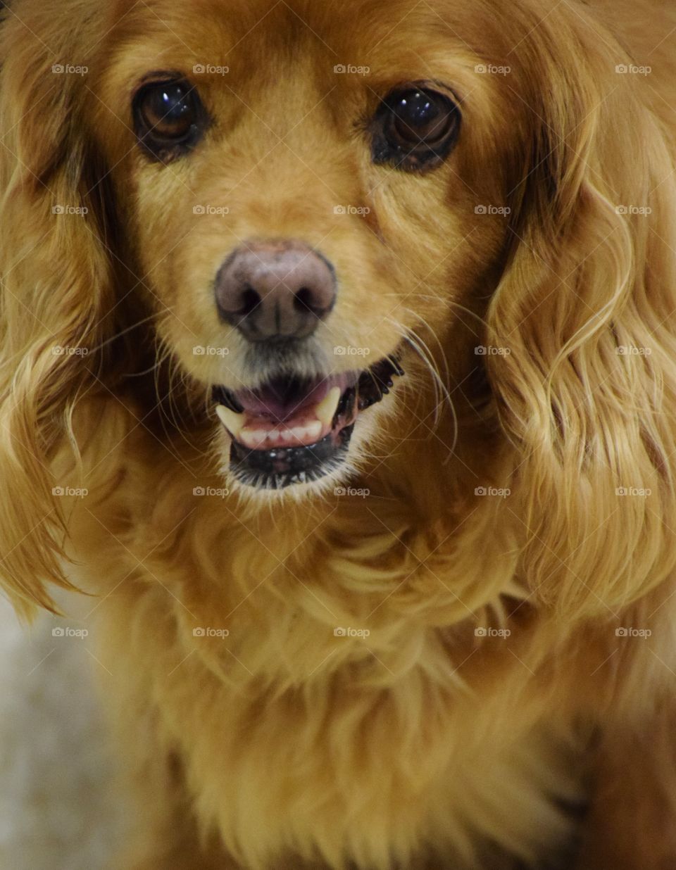 Gretchen. I'm a foster dog that loves daycare!