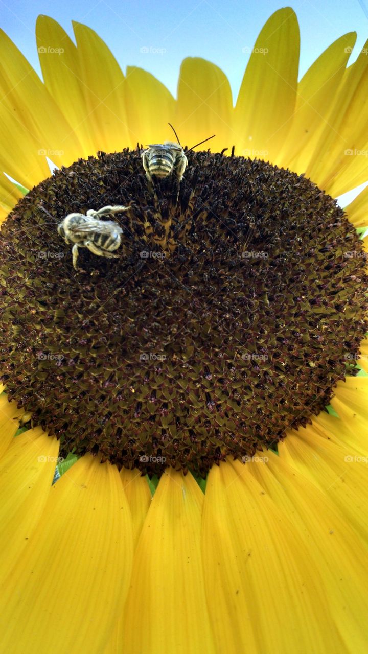 Macro shot of bees on sunflower