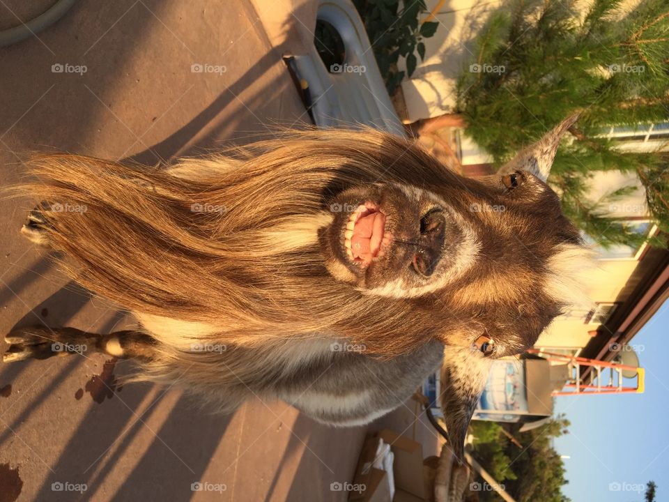 Funny goat picture 