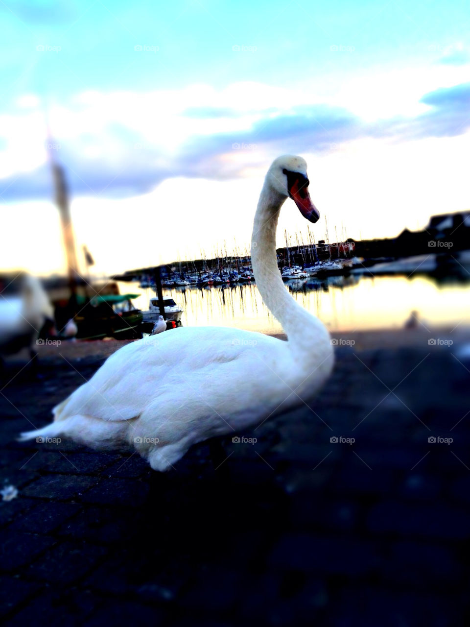sunset swan harbour littlehampton by kikicheeky