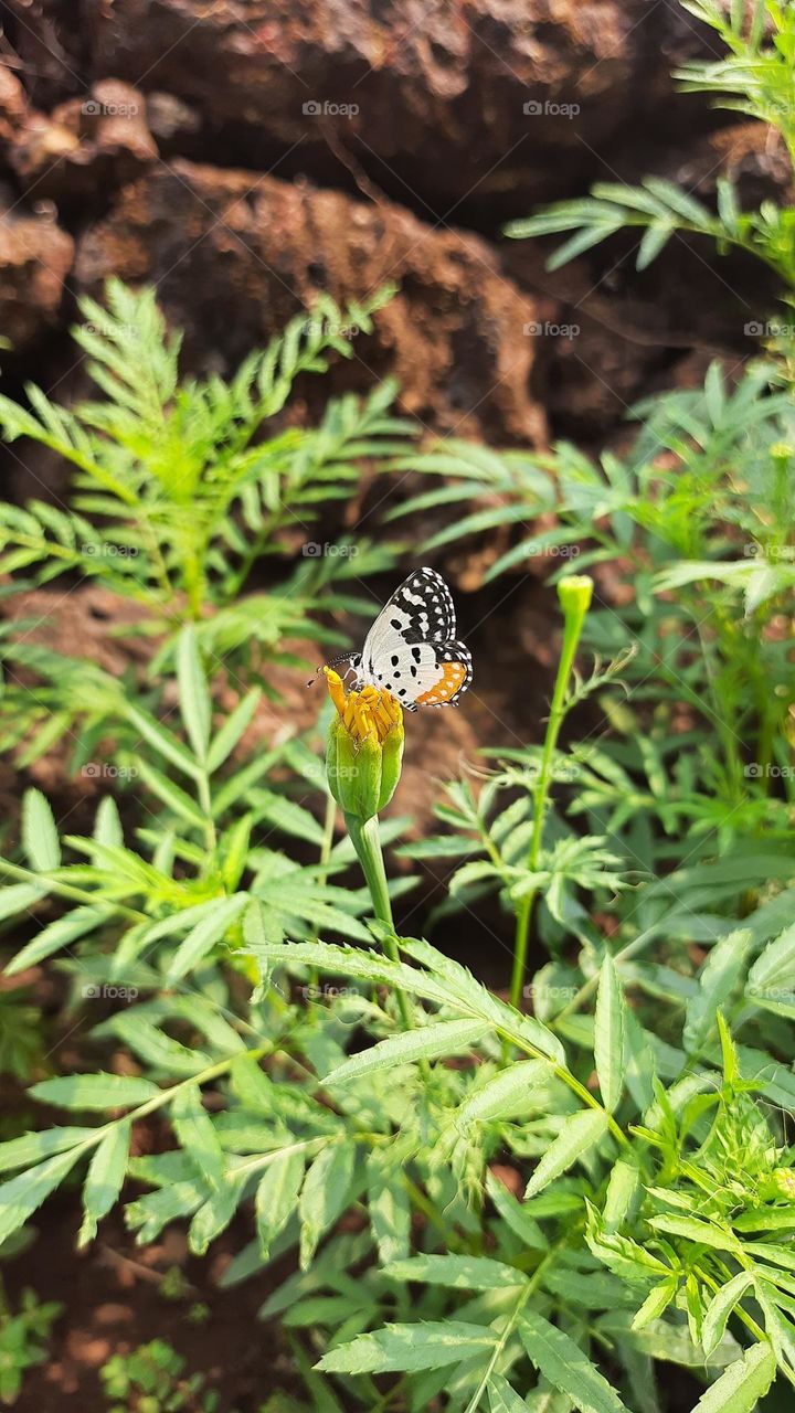 Beautiful  Butterfly, this is spring