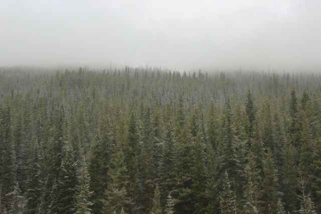 trees