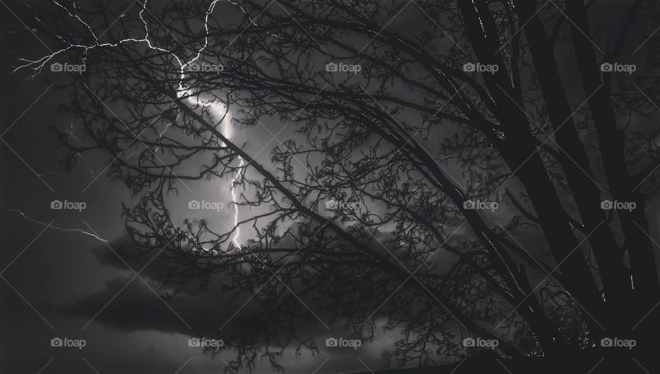 lightning and a tree