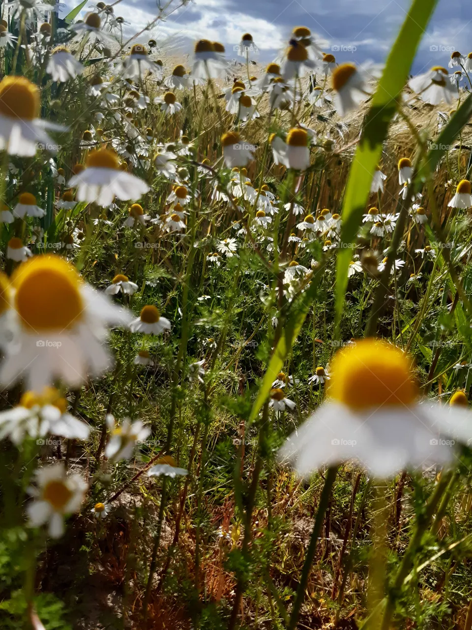 Chamomile