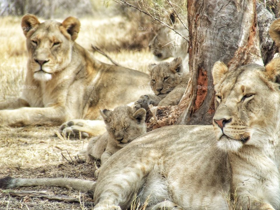 Lioness and their cubs
