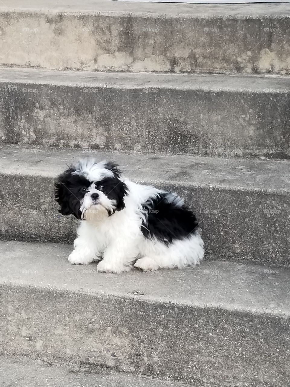 Shih Tzu puppy