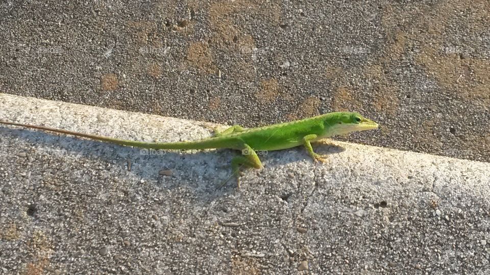 Lizard