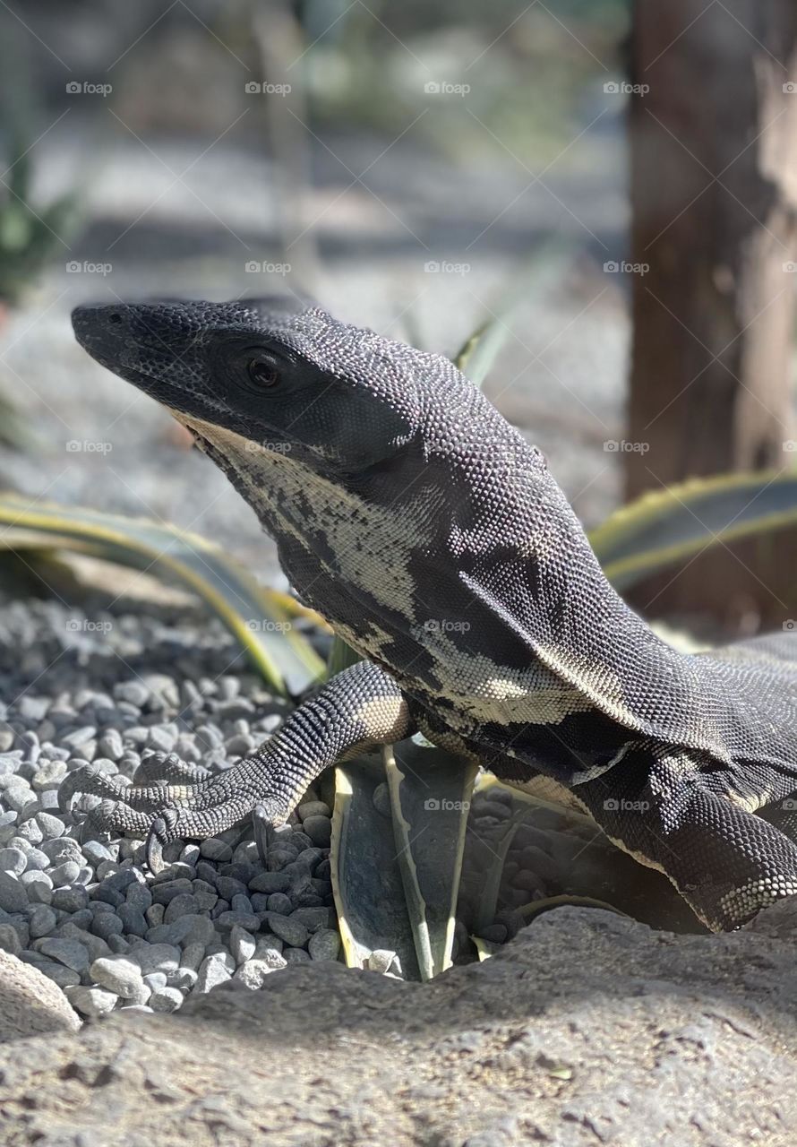 “This is my good side” inquisitive Monitor Lizard watching every movement.