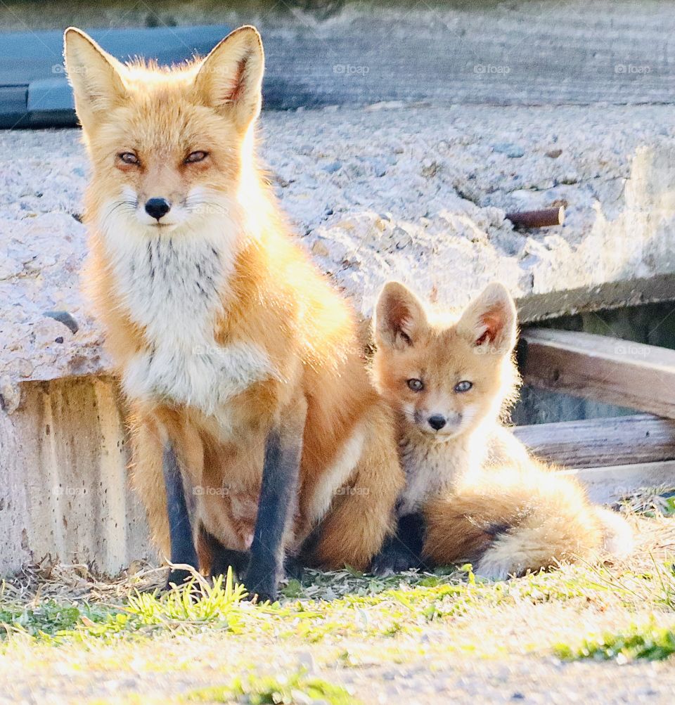 Darling orange foxes are a stunning spring sight!! 