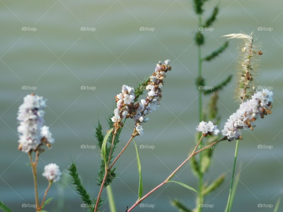 floral weeds overgrown by lake