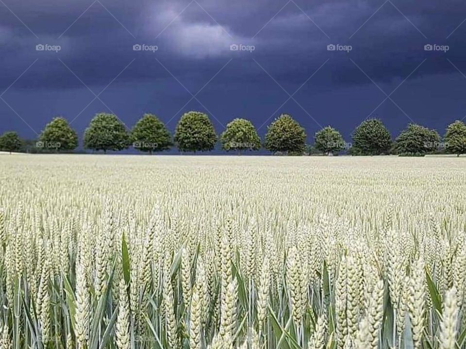 Beautiful Sky, field, farm and view