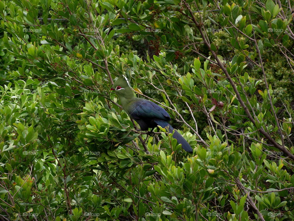 Another photo I took of a Knysna Turaco in Nature's Valley, South Africa.