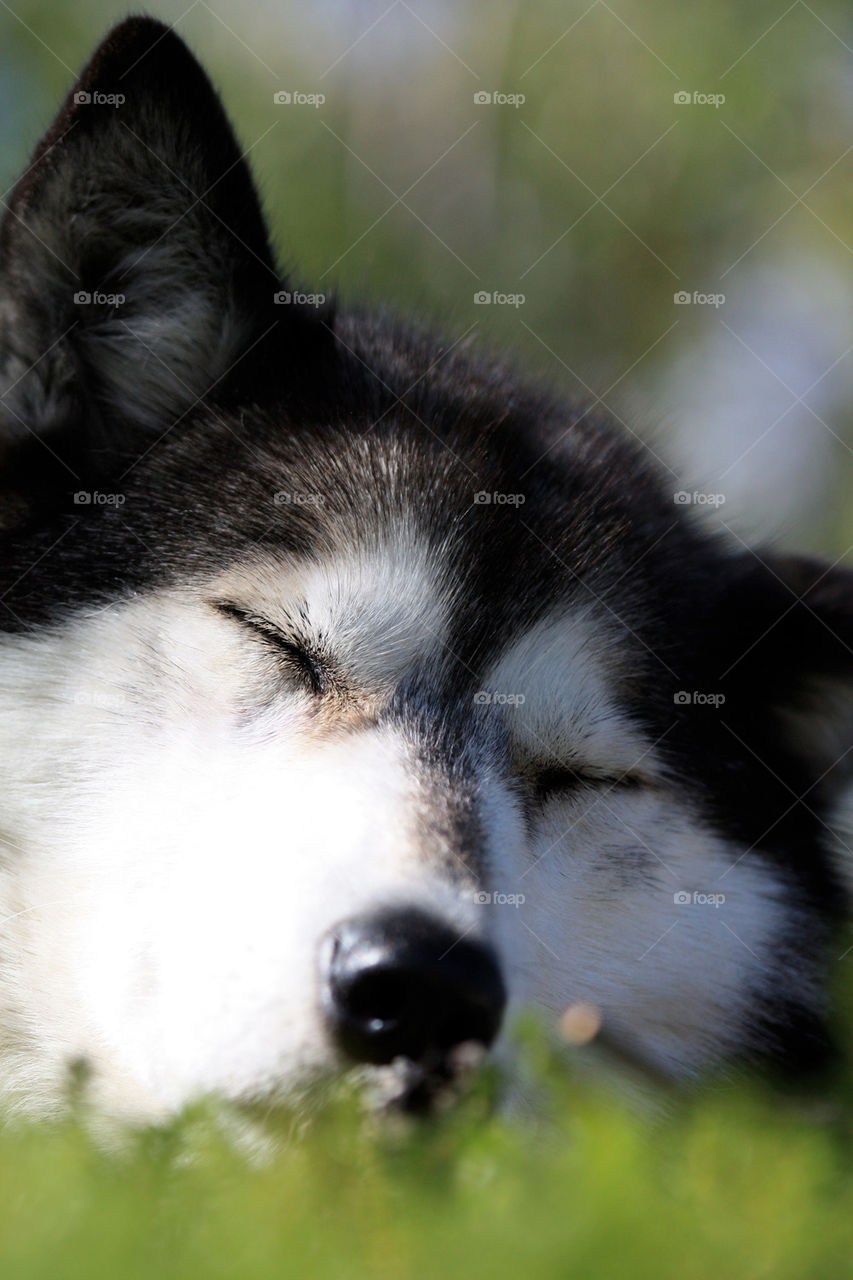 dog sleeping calm husky by jox
