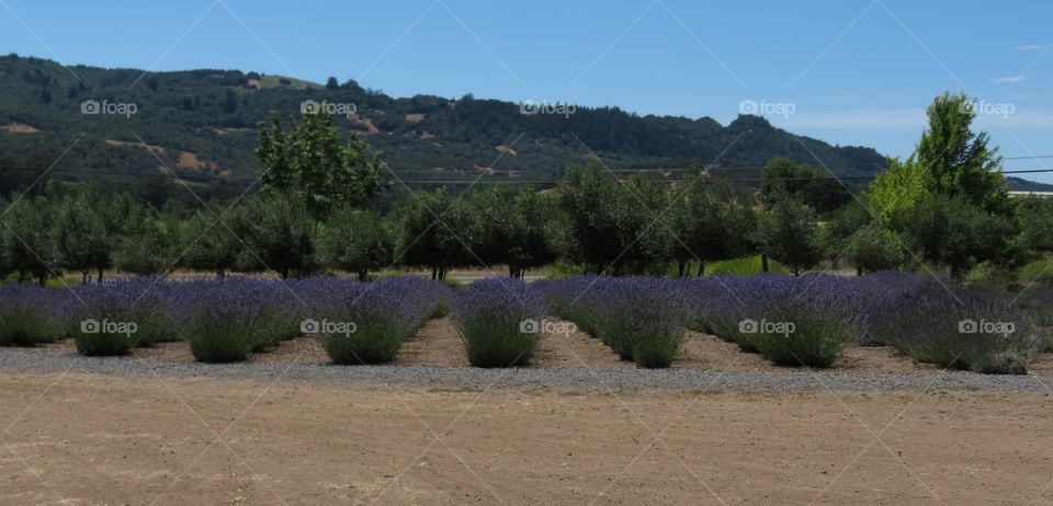 Sonoma Lavender Fields 
