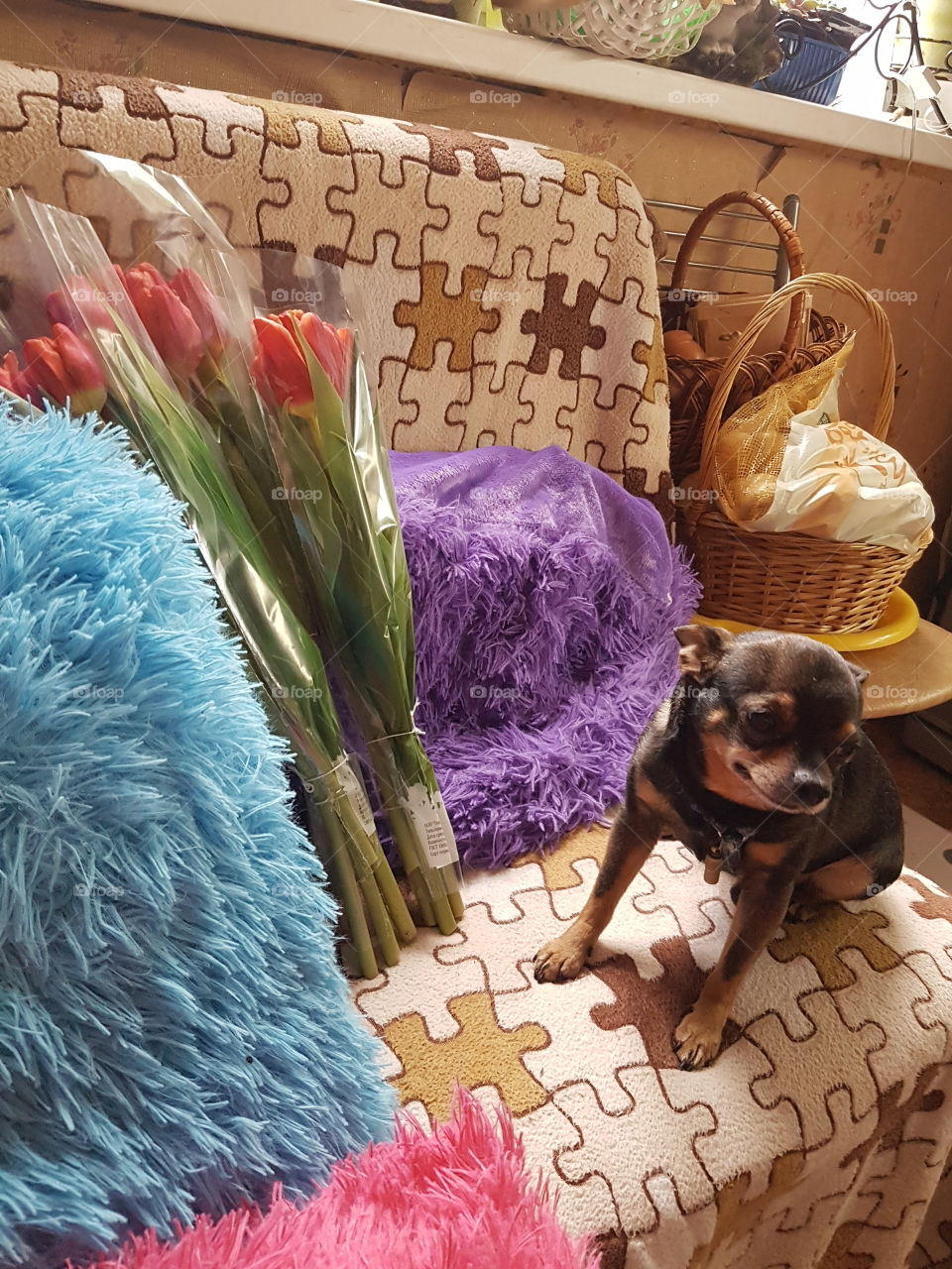 Собака, цветы, подушки, диван.