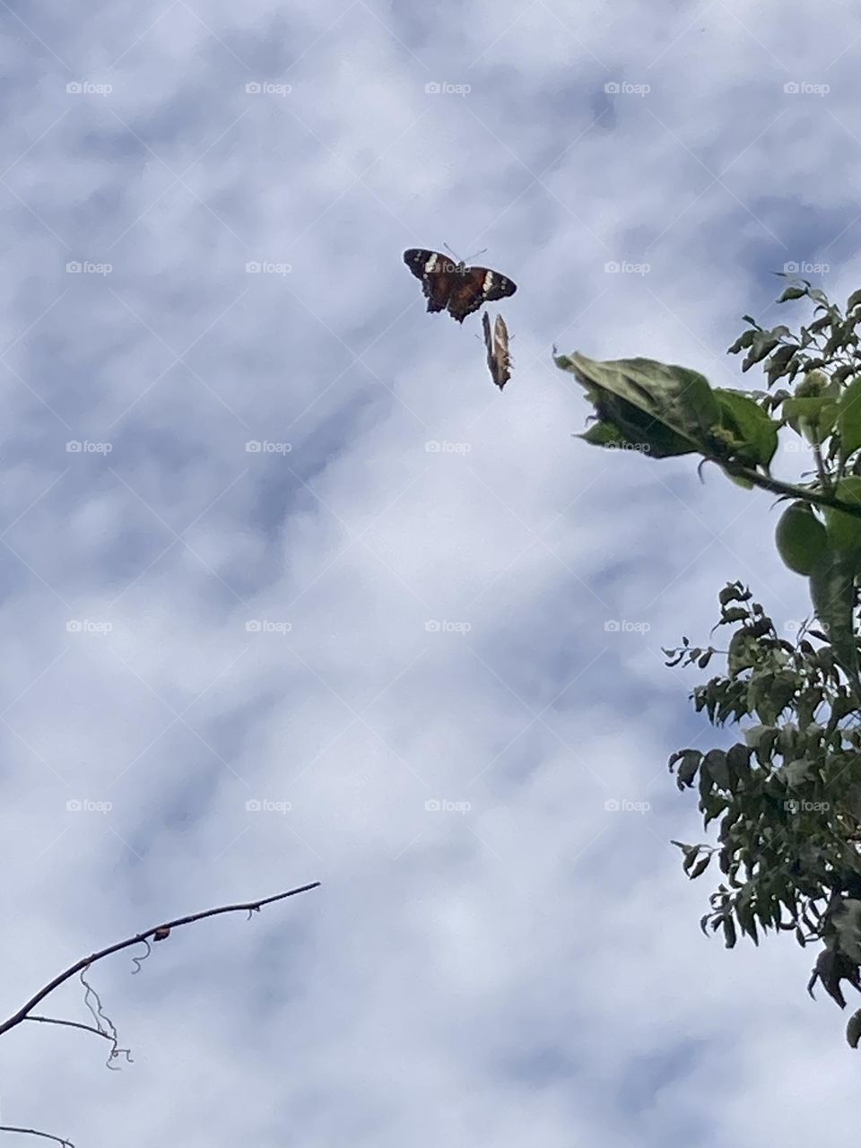 Borboletas no ar, uma tentando pegar a outra. Borboleta voando acima das árvores. Dia nublado com pouca luz.