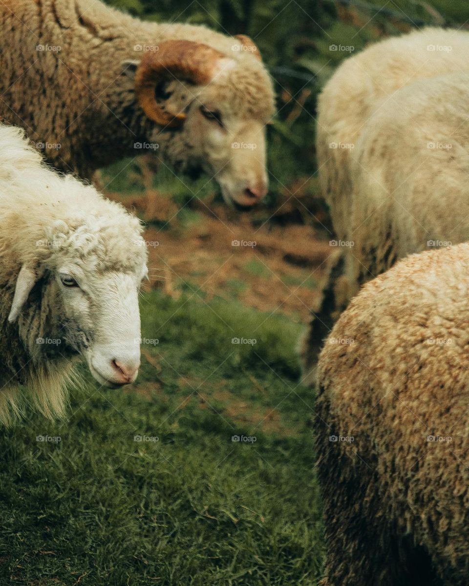 sheep images view