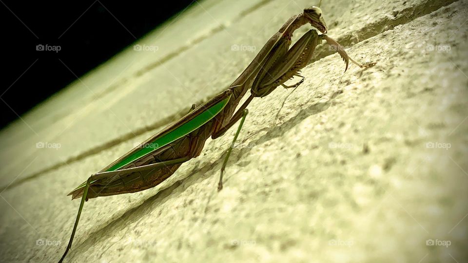 Beautiful green prayer mantis on concrete wall close-up shot with really friendly behavior.