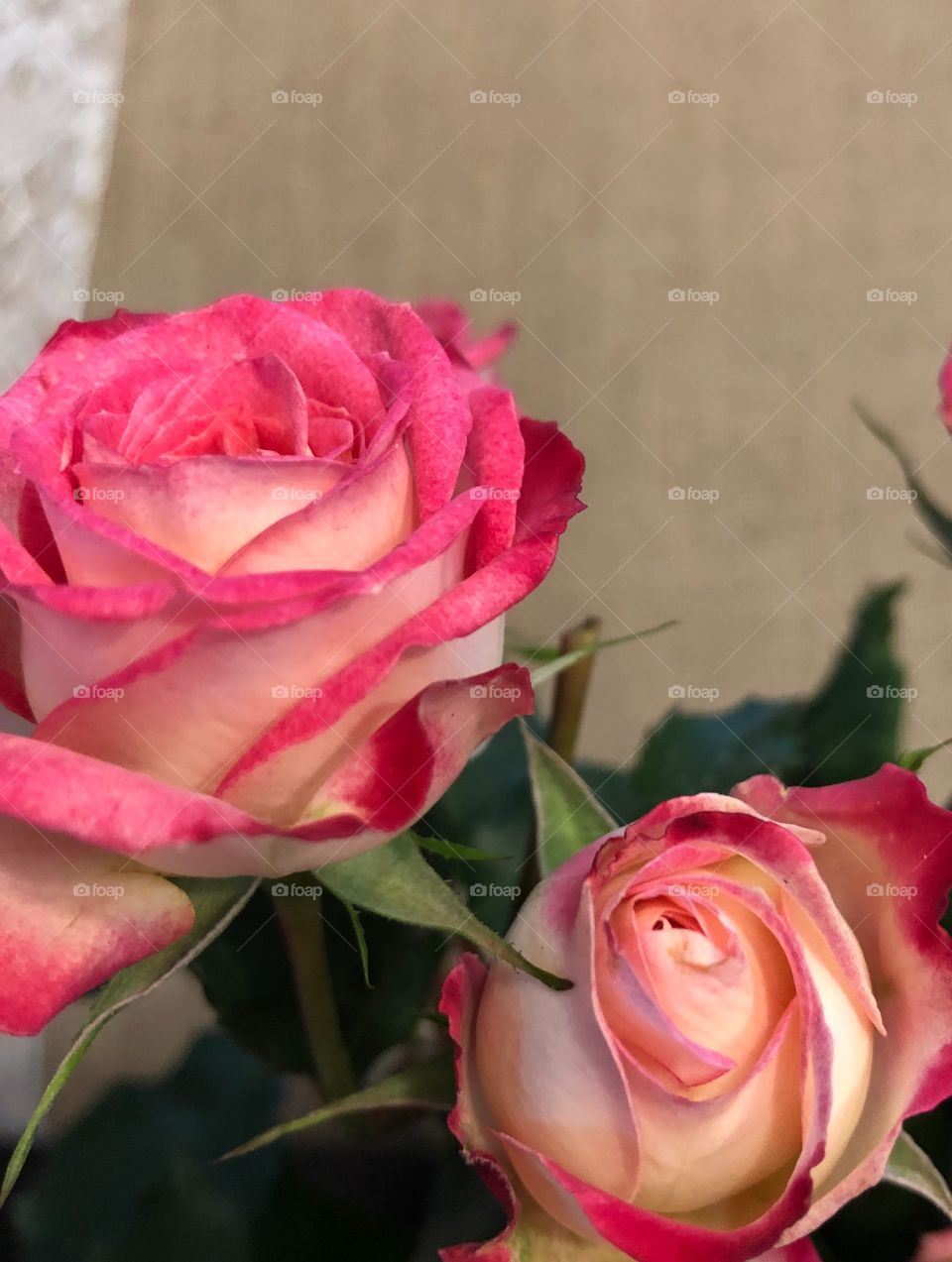 Two tone pink roses with burlap background 