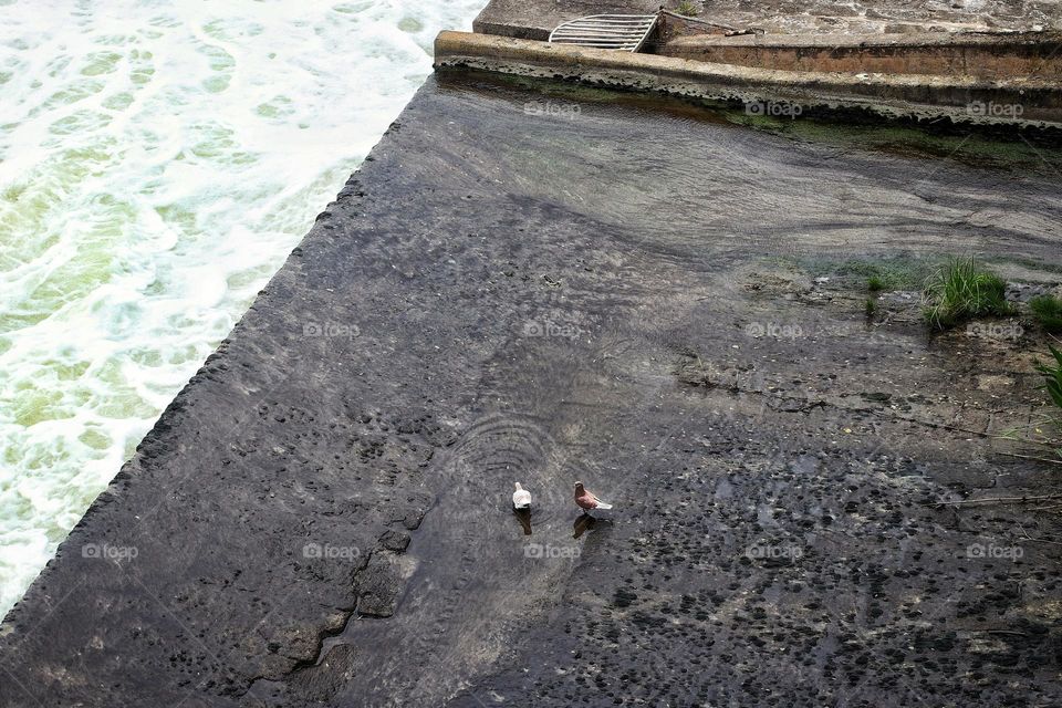 Aerial view of two pigeons in a puddle on a concrete floor by the river in the city