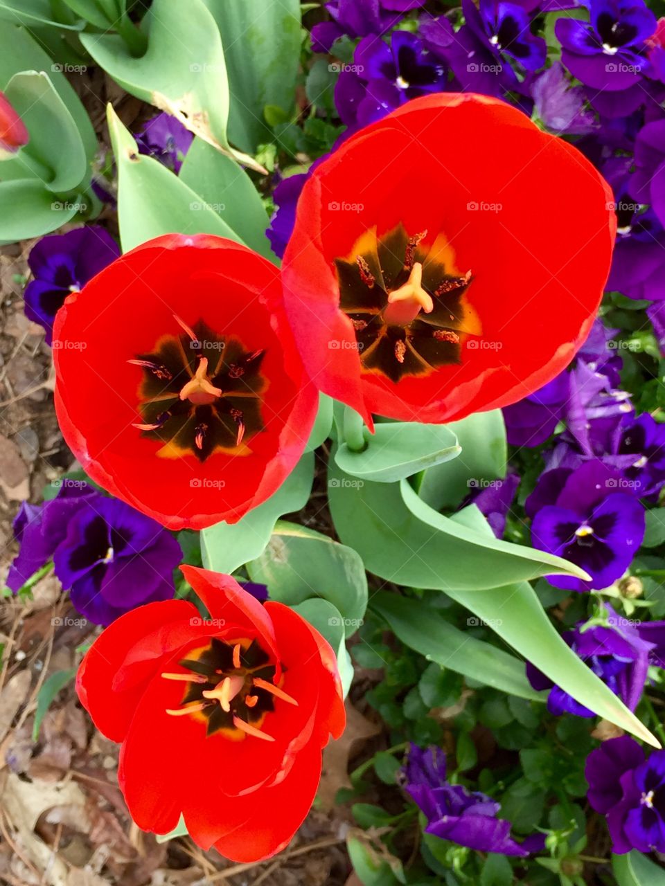 Bright Tulips